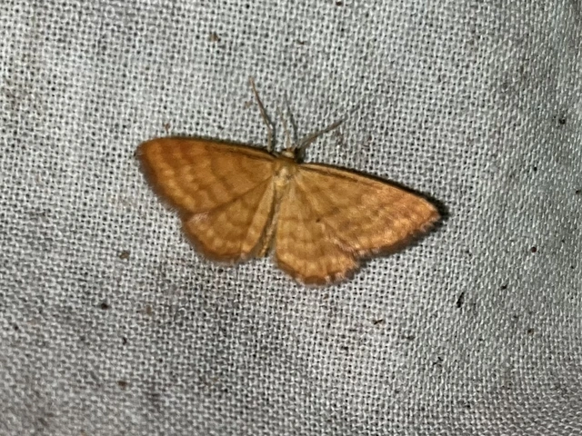 Idaea serpentata - kis sávosaraszoló