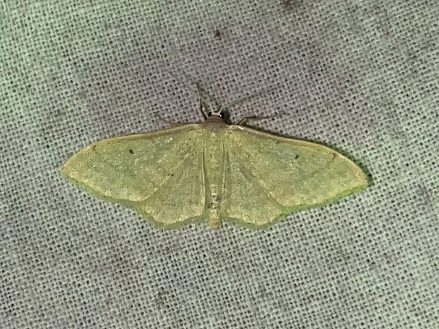 Idaea straminata - szalmasárga sávosaraszoló