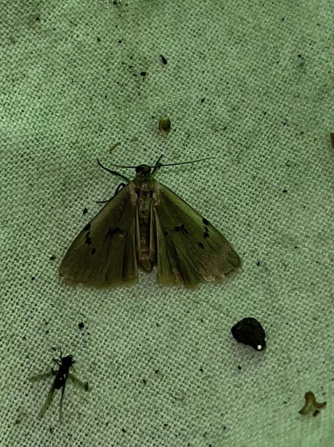 Pelosia muscerda - hamvas zuzmószövő