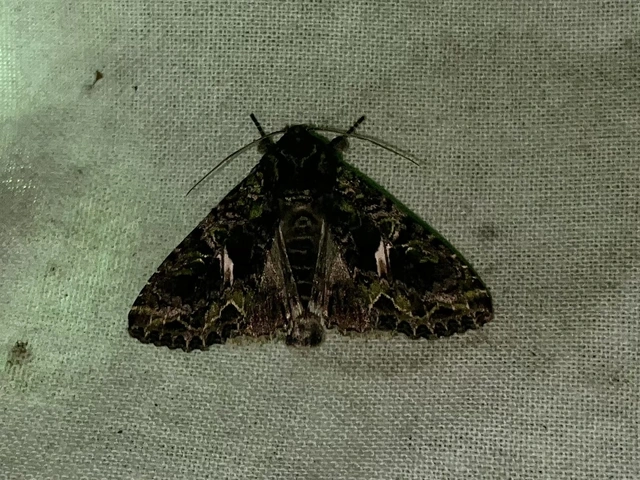 Trachea atriplicis - nyári zöldbagoly