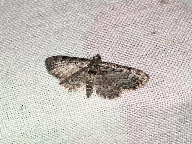 Pasiphila rectangulata - almavirág-araszoló