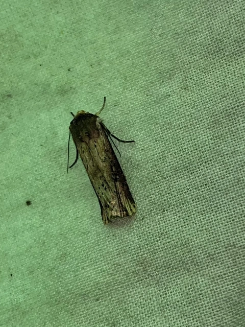 Axylia putris - vonalkás földibagoly