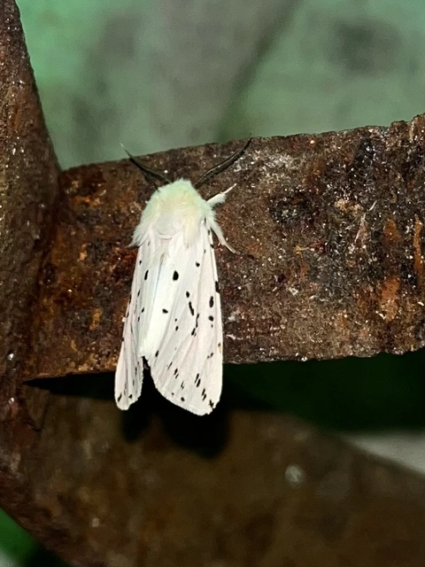 Spilosoma lubricipedum - tejszínű medvelepke
