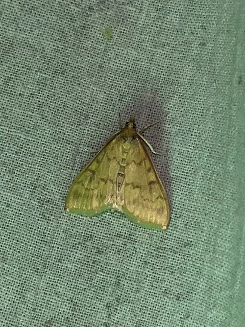 Ostrinia nubilalis - kukoricamoly