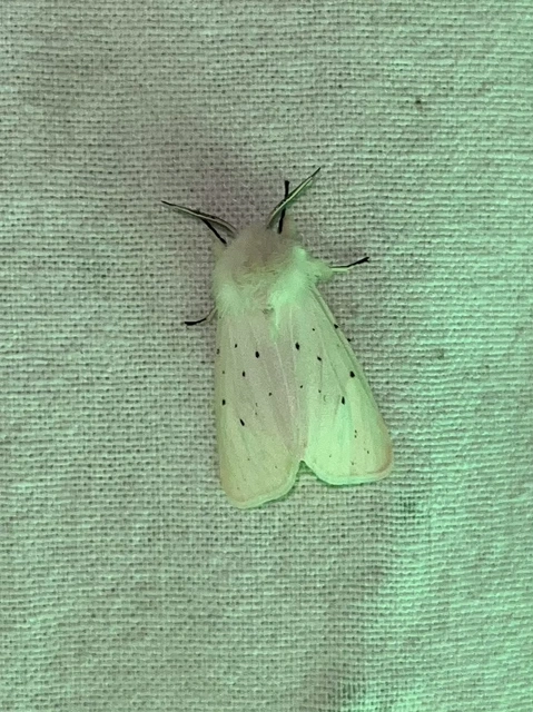 Spilosoma lubricipedum/urticae