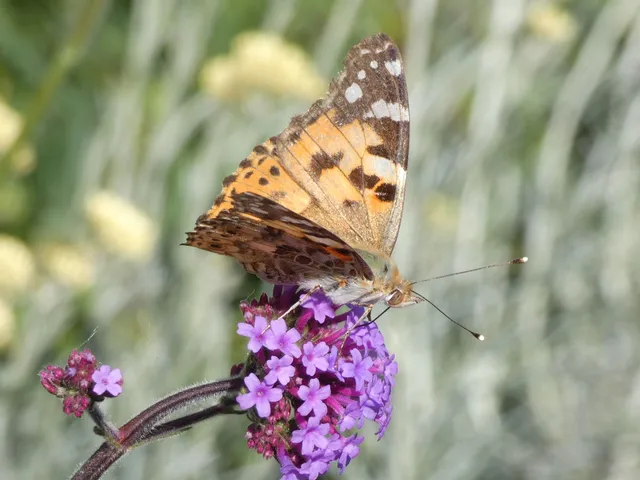 Vanessa cardui - bogáncslepke
