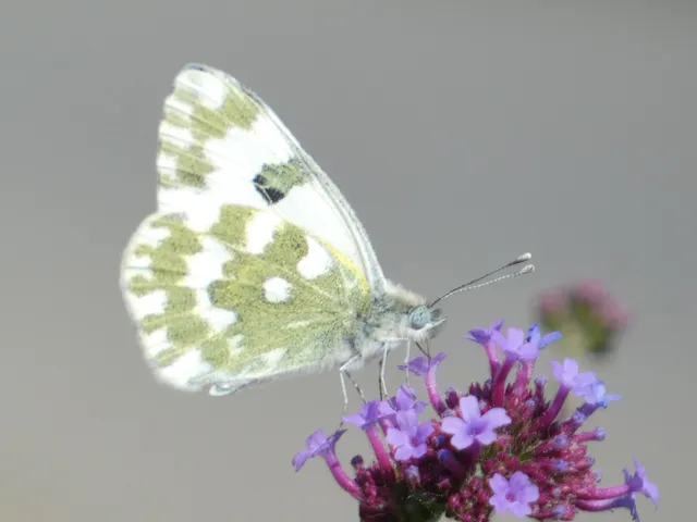 Pontia edusa - rezedalepke