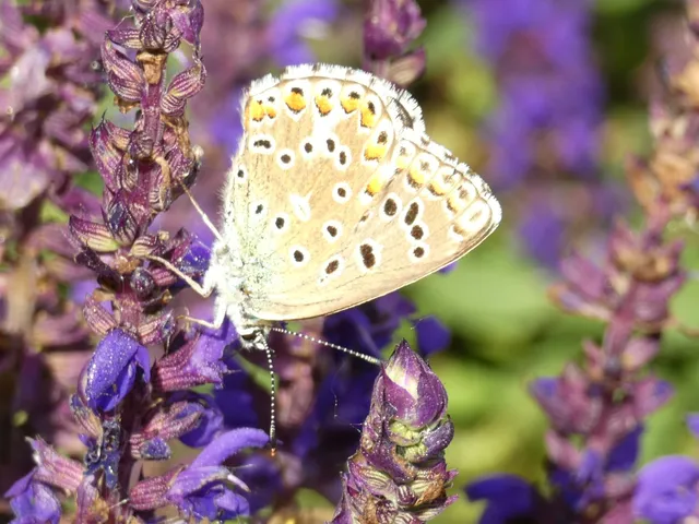 Polyommatus bellargus - égszínű boglárka