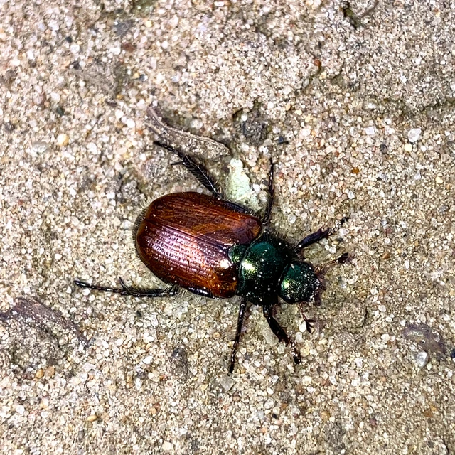 Phyllopertha horticola - kerti szipoly