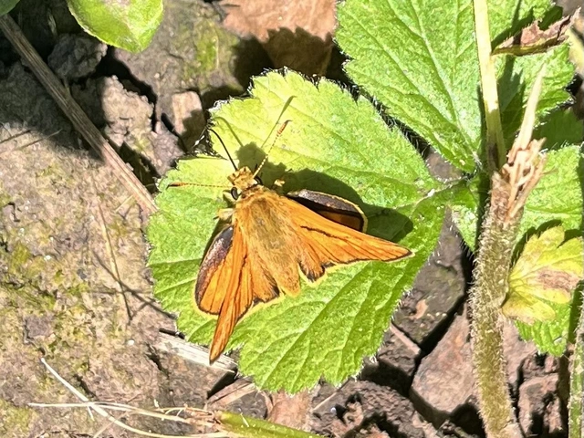 Ochlodes sylvanus - erdei busalepke