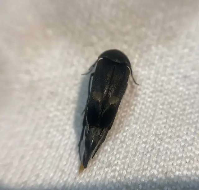 Variimorda villosa - szalagos maróka