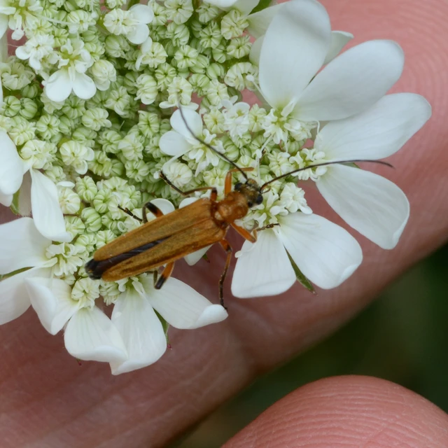 Oedemera podagrariae - székfű-álcincér