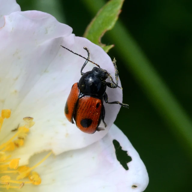 Cryptocephalus bipunctatus - kétpettyes zömökbogár