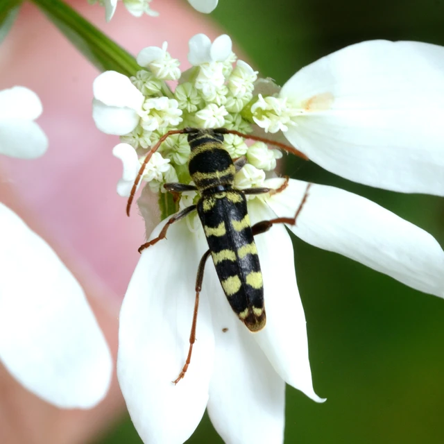 Echinocerus floralis - lucerna-darázscincér
