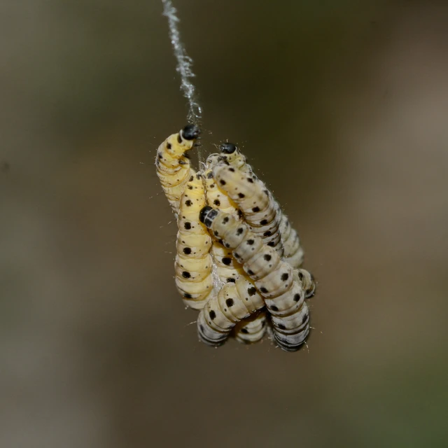 Yponomeuta