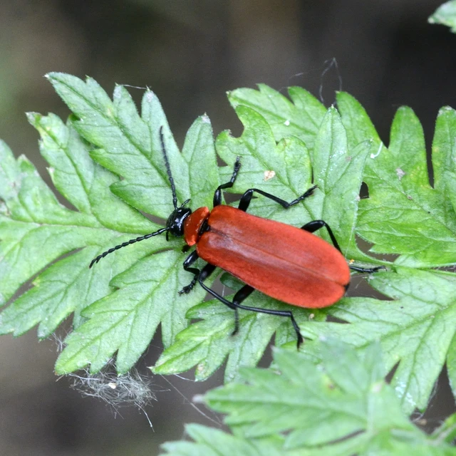 Pyrochroa coccinea - nagy bíborbogár