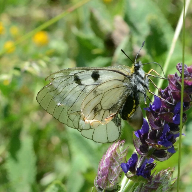 Parnassius mnemosyne - kis apollólepke
