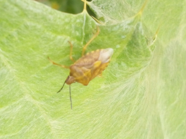 Carpocoris Carpocoris