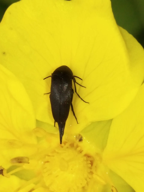 Mordellidae - marókafélék