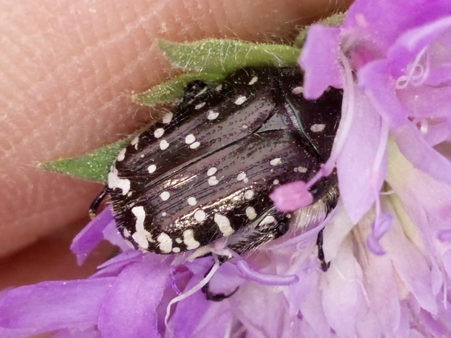 Oxythyrea funesta - sokpettyes virágbogár