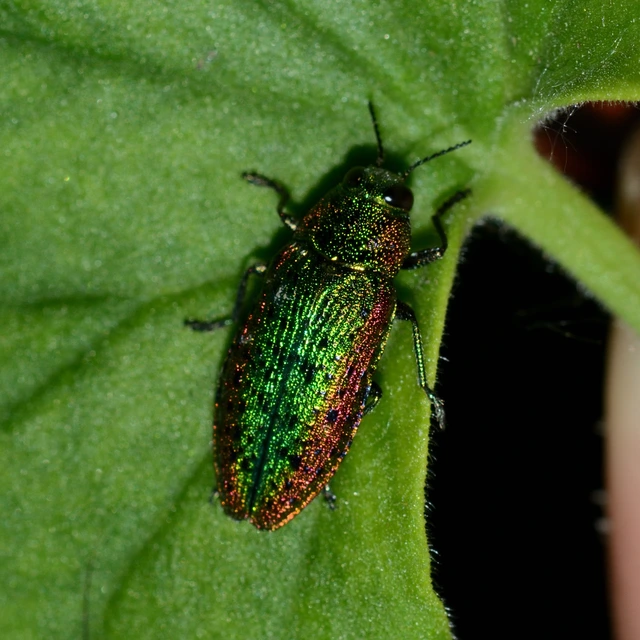 Lamprodila rutilans - hársfa-tarkadíszbogár Lamprodila rutilans - hársfa-tarkadíszbogár