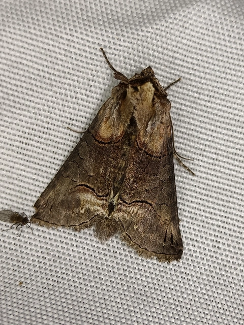 Abrostola triplasia - közönséges csalánbagoly