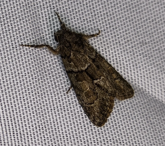 Cryphia fraudatricula - homoki zuzmóbagoly