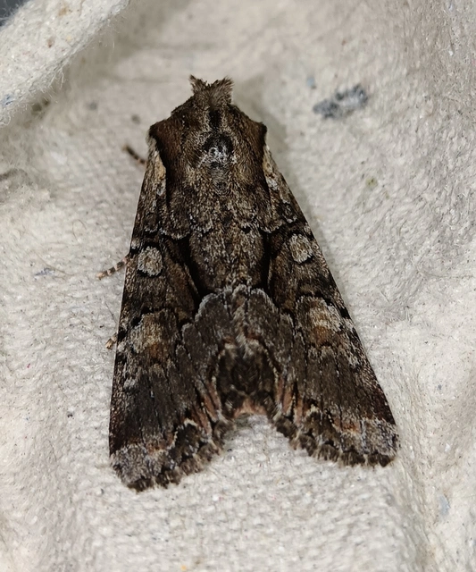 Lacanobia thalassina - borbolya-kertibagoly