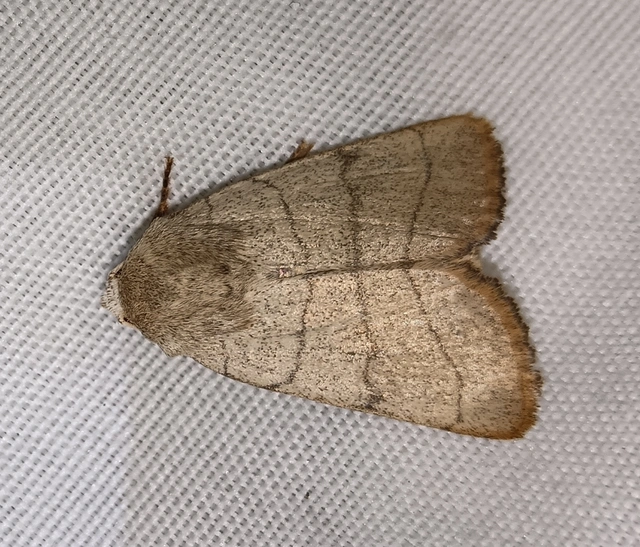 Charanyca trigrammica - háromsávos lombbagoly