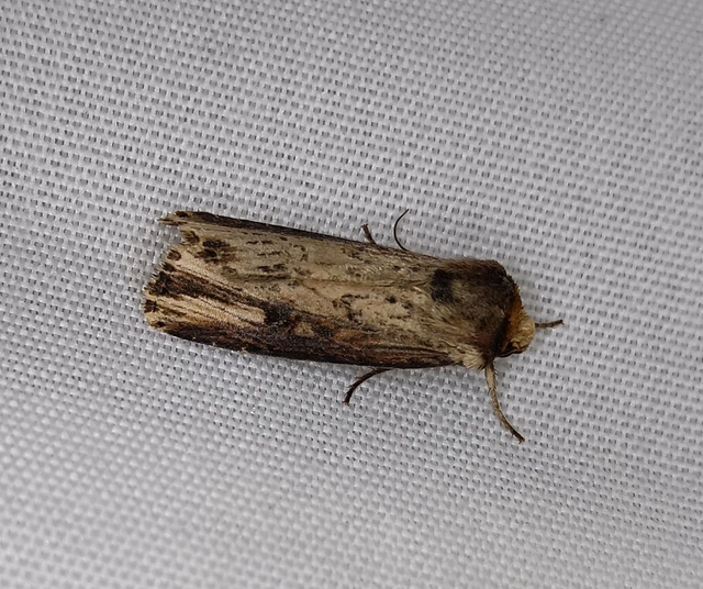 Axylia putris - vonalkás földibagoly