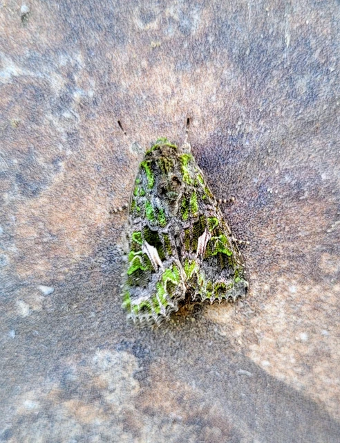 Trachea atriplicis - nyári zöldbagoly