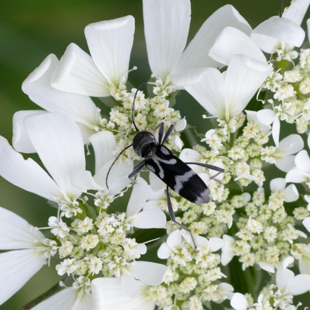 Chlorophorus figuratus - rajzos darázscincér