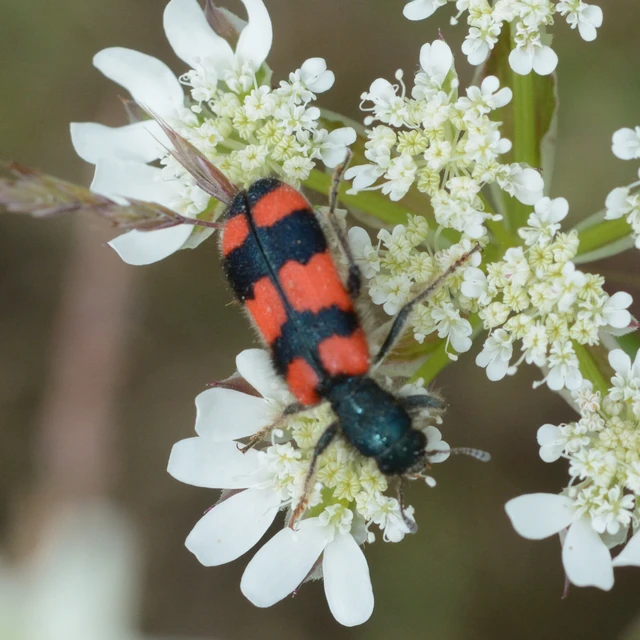 Trichodes favarius - hatfoltos méhészbogár