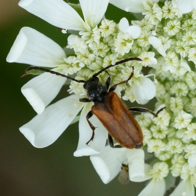Pseudovadonia livida - barnás virágcincér