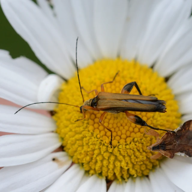 Oedemera podagrariae - székfű-álcincér