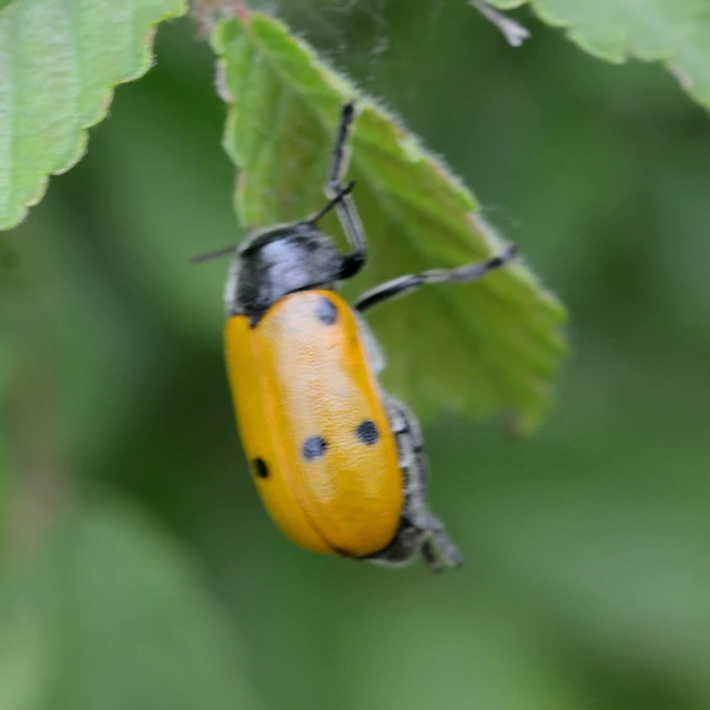 Lachnaia sexpunctata - szőrösnyakú zsákhordóbogár