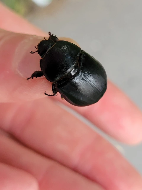 Pentodon idiota - butabogár