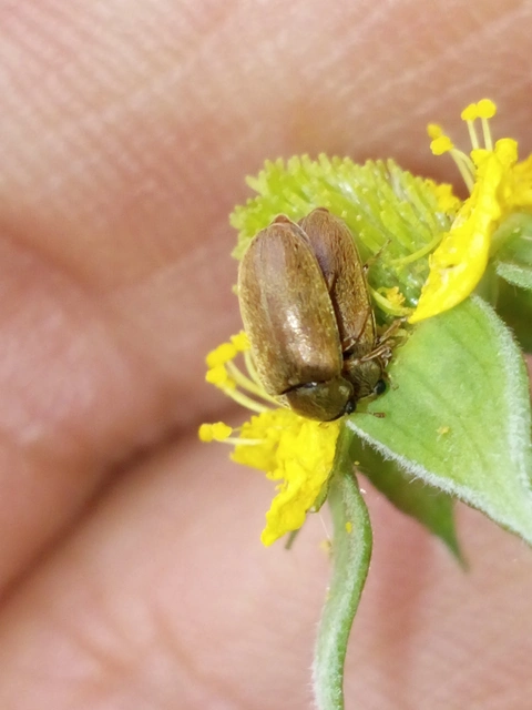 Byturus tomentosus