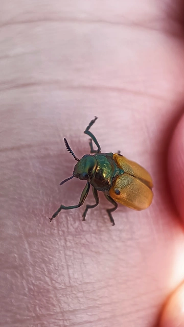 Labidostomis Labidostomis
