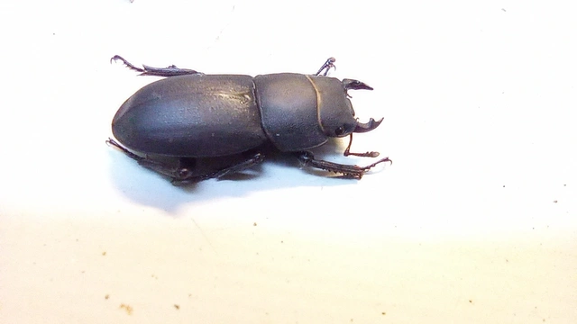 Dorcus parallelipipedus - kis szarvasbogár