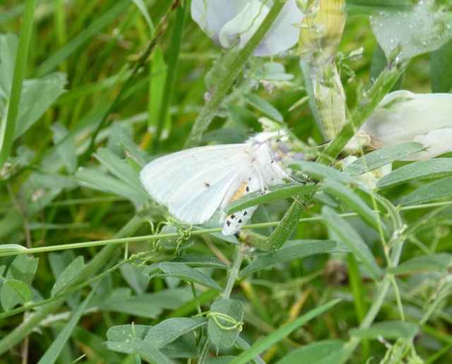 Spilosoma lubricipedum - tejszínű medvelepke