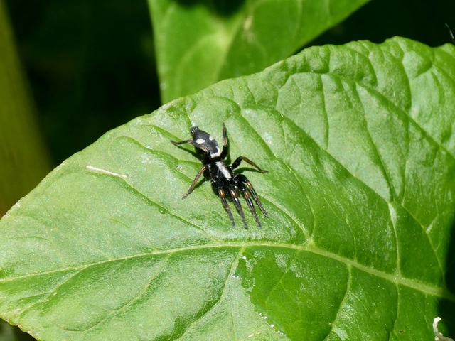 Kishidaia conspicua - övespók