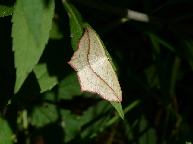 Timandra comae - piroscsíkos csipkésaraszoló