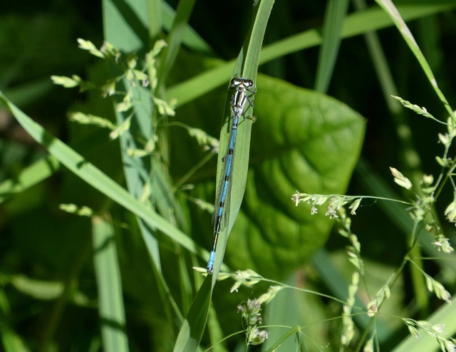 Coenagrion puella - azúrkék légivadász