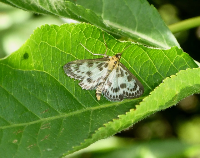 Anania hortulata - tarka csalánmoly