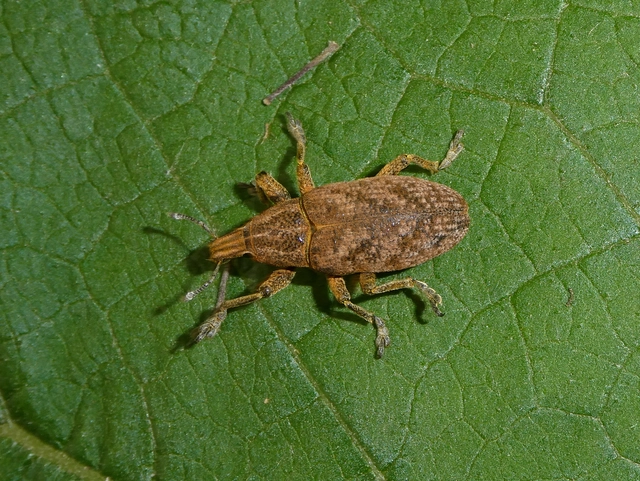 Cleonis pigra - közönséges bogáncsbarkó