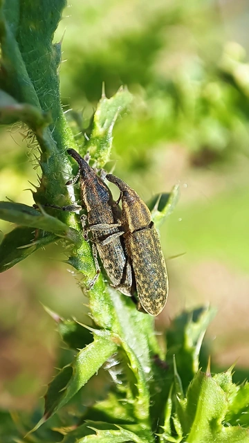 Lixus cardui - bogáncsfúró dudvabarkó