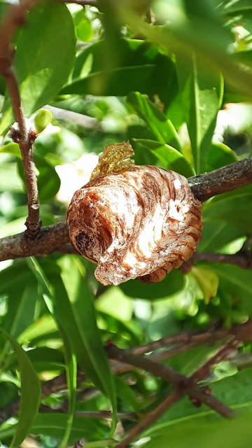 Hierodula tenuidentata - óriás ázsiai imádkozósáska