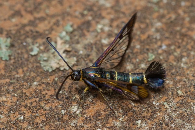 Sesiidae - szitkárfélék
