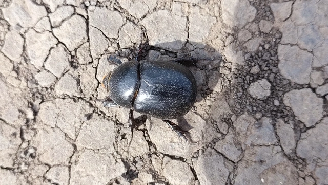 Pentodon idiota - butabogár